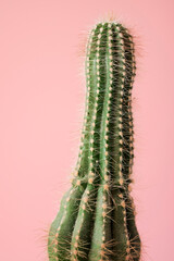 Cactus close up
