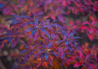 autumn leaves background