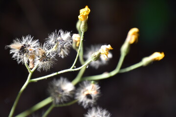 macro of a flower