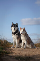 Husky dog couple in good summer weather