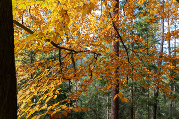 Herbst Sächsische Schweiz Sachsen Blätter Felsen Wald Weg Spazieren Spaziergang Autumn