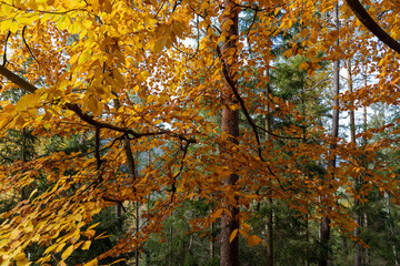 Herbst Sächsische Schweiz Sachsen Blätter Felsen Wald Weg Spazieren Spaziergang Autumn