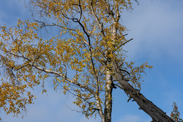 Obraz premium Herbst Sächsische Schweiz Sachsen Blätter Felsen Wald Weg Spazieren Spaziergang Autumn