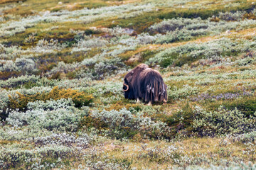 Musk ox in dovre national park in Norway. Wildlife and animal concept.