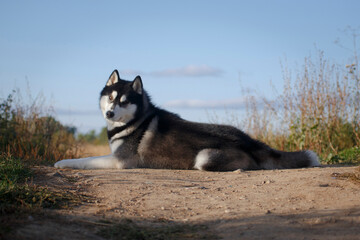 Laying adorable husky looking at us
