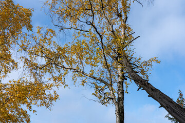 Obraz premium Herbst Sächsische Schweiz Sachsen Blätter Felsen Wald Weg Spazieren Spaziergang Autumn