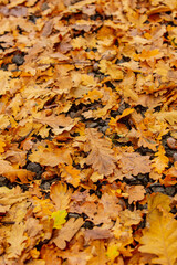 oak acorns and leaves on the ground