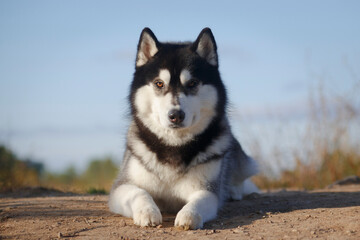 Portrait of a laying husky dog in his best © katamount