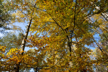 Herbst Sächsische Schweiz Sachsen Blätter Felsen Wald Weg Spazieren Spaziergang Autumn