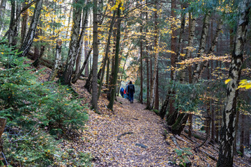 Herbst Sächsische Schweiz Sachsen Blätter Felsen Wald Weg Spazieren Spaziergang Autumn