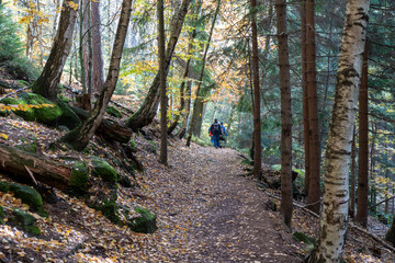 Herbst Sächsische Schweiz Sachsen Blätter Felsen Wald Weg Spazieren Spaziergang Autumn