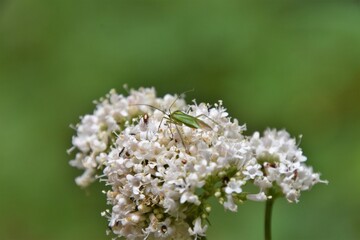 Insect lost in a flower