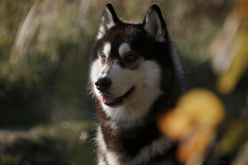 Portrait of a husky dog amidst autumn leaves