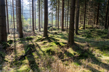 Fototapeta premium Herbst Sächsische Schweiz Sachsen Blätter Felsen Wald Weg Spazieren Spaziergang Autumn