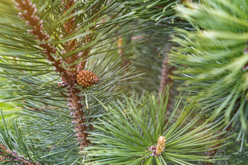 Pine tree new sprout with new cone macro close up. High quality photo