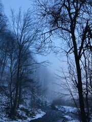 Fototapeta premium winter landscape with trees