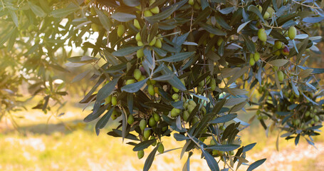 olive per l'olio sugli alberi all'alba