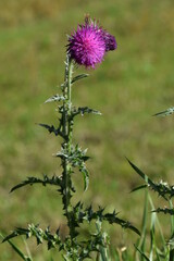 thistle flower in bloom