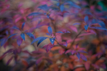 autumn leaves in the forest