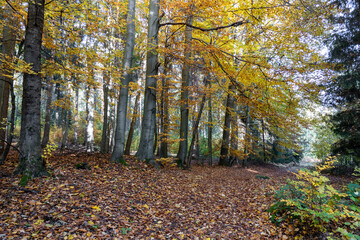 Herbst Sächsische Schweiz Sachsen Blätter Felsen Wald Weg Spazieren Spaziergang Autumn