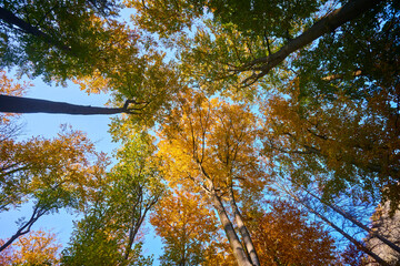 View to the treetops in the autumn forest