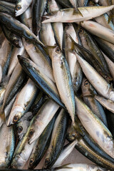 Obraz premium Fresh mackerel fish (Scomber scrombrus) on ice at seafood market.healthy life concept, diet.