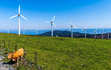 View of aeolic windmill park in Galicia, Spain, with cow grazing nearby and distant ocean horizon.