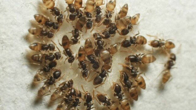 Colony of Ghost ants eat sugar drop from a white wall