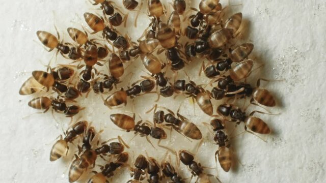 Group of ghost ants crawl around and drink a honey drop from a white wall