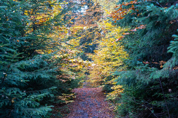 Herbst Sächsische Schweiz Sachsen Blätter Felsen Wald Weg Spazieren Spaziergang Autumn