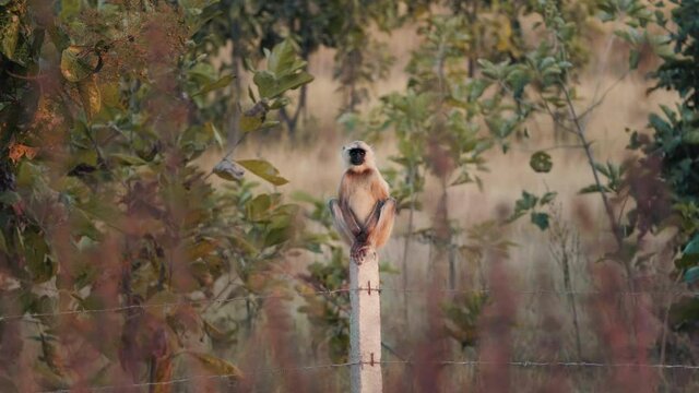 Grey Langur monkey chilling on a pole in the nature of central India, Chhattisgarh in slow motion 4K