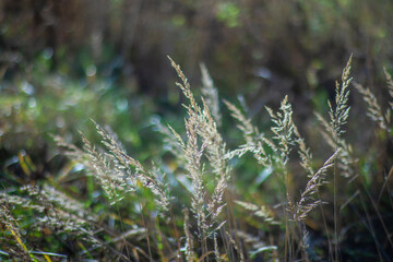 grass in a field