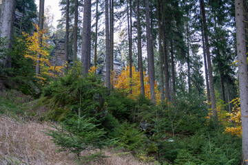 Herbst Sächsische Schweiz Sachsen Blätter Felsen Wald Weg Spazieren Spaziergang Autumn