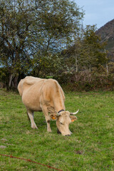 Vacas, atentas y disfrutando del pasto en un prado de cantabria