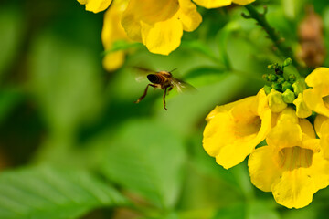 Close-up of insects sucking honey from yellow flower in green plant