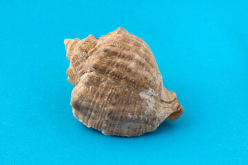 Sea shell isolated on blue background