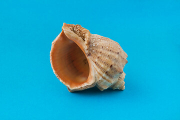 Exoskeleton of the sea mollusc isolated on blue background. .Sea shell isolated.