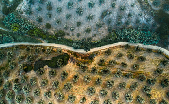 Aerial view of an olive grove in Petrizzi, Calabria, Italy.