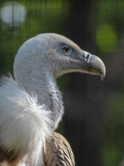 close up of a vulture