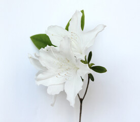 white azaleas flowers isolated on white background . Royal azalea blossom 