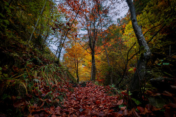autumn in the forest,ehnbachklamm zirl,2020.
