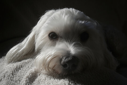 Cute Malteze Dog Laying On Sofa