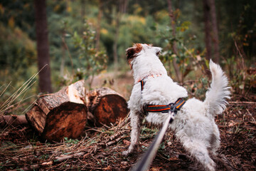 Parson Russell Terrier in Pulling Harness from Behind
