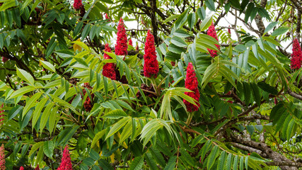 (Rhus typhina) Essigbaum oder Hirschkolbensumach mit Reifer Fruchtstand von einer dichten, zottigen...