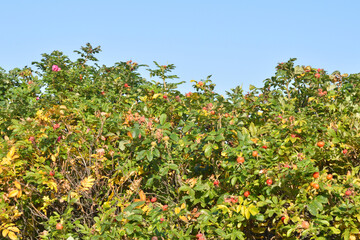 Fototapeta na wymiar Fruits on wild rose branches at sunny day.