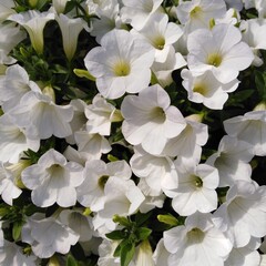 Bunch of bright white petunias close-up on a sunny summer day, outdoors, blooming  like a trumpet, innocently clean and fresh.