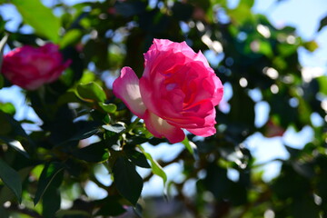ピンク系のバラ