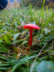 mushroom red