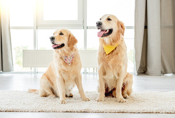 Pair of golden retrievers wearing handkerchiefs