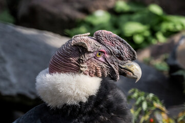 Andean Сondor (Vultur gryphus)